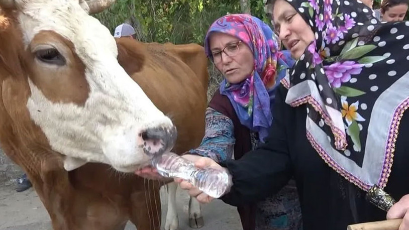 Yalova'da köylüler susuzluk nedeniyle inekleriyle yol keserek eylem yaptılar