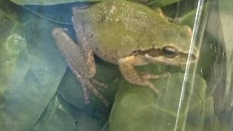Marketten alınan yıkanmış ıspanak paketinin içinden kurbağa çıktı
