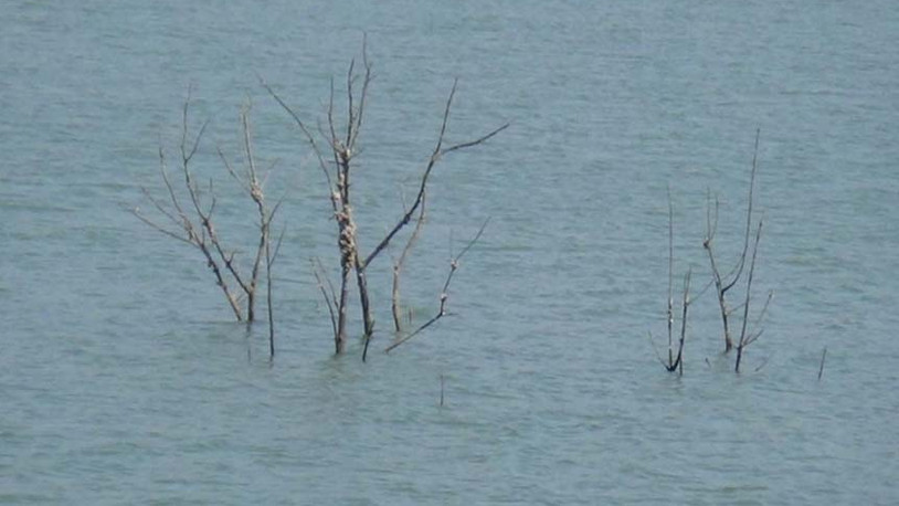Tekirdağ’da korkutan görüntü: Sular çekildi, barajdaki çalı ve ağaçlar ortaya çıktı