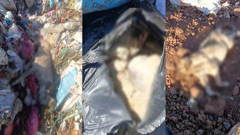Diyarbakır'da çöp depolama alanında çok sayıda ölü köpek bulundu