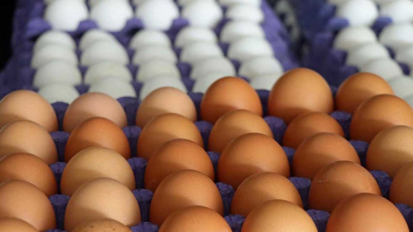 Tayvan’ın Türkiye'ye geri gönderdiği kanserojen yumurtalar ne oldu?