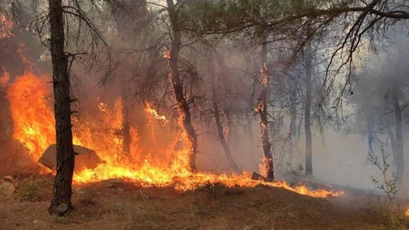 Edirne'de orman yangını 