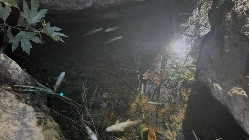 Çanakkale'deki Kocabaş Çayı'nda balık ölümleri görüldü