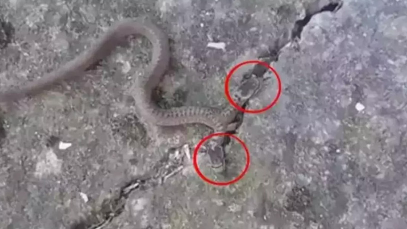 Trabzon'da çift başlı yılan görüntüledi: Prof. Dr. Ufuk Bülbül'den açıklama