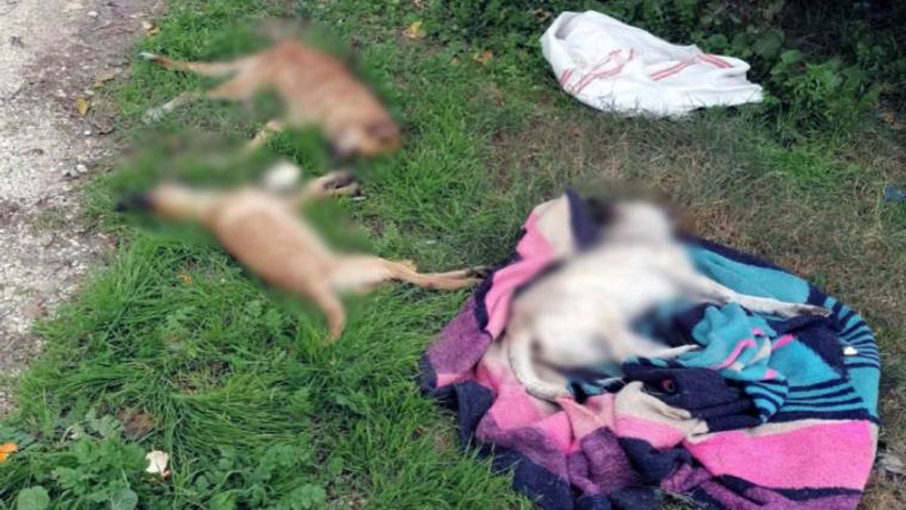 Mersin'de 10 köpek zehirlenmiş olarak bulundu