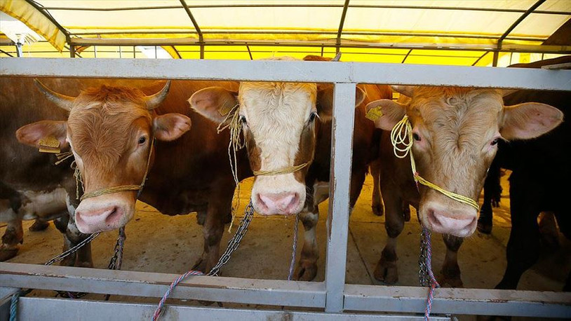 3 ilde şap alarmı: Hayvan pazarları kapatıldı