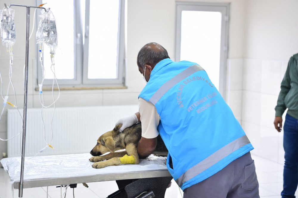 Avcılar Belediyesi ekipleri zehirlenen yavru köpekleri hayata döndürdü - Resim : 1