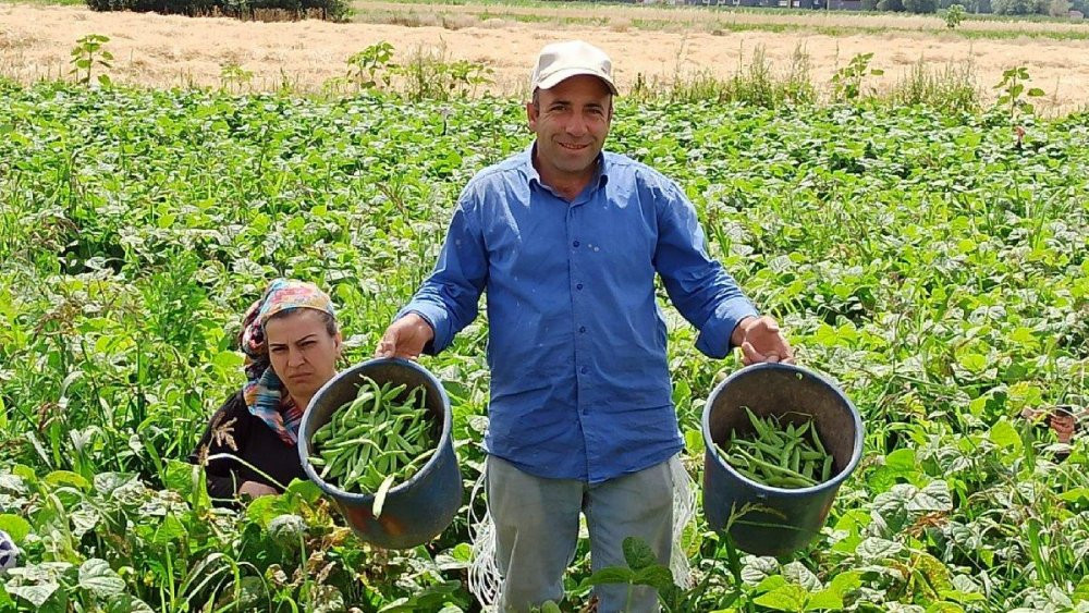 Günlüğü 120 TL’ye fasulye toplayan işçilerden yevmiye artışı talebi - Resim : 1