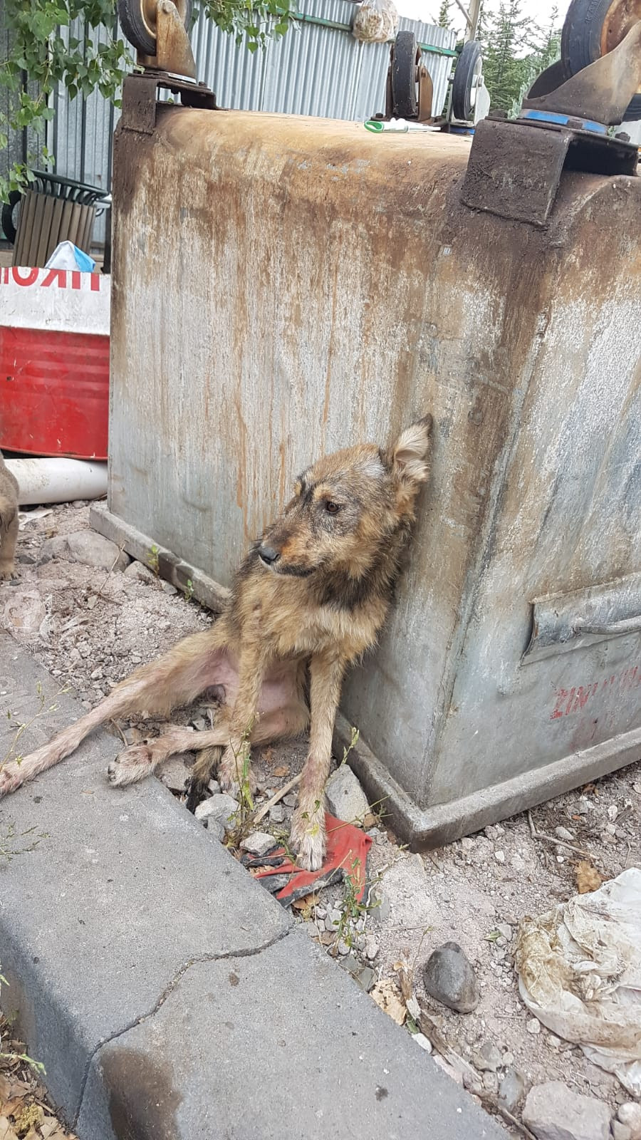AKP’li belediyenin hayvan barınağında vahşet! - Resim : 1
