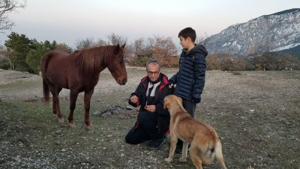 Yabani yılkı atlarını ağzıyla besledi - Resim : 1