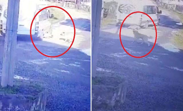 Yolda yatan köpeği üzerinden geçerek yaralayan sürücüye para cezası - Resim : 1