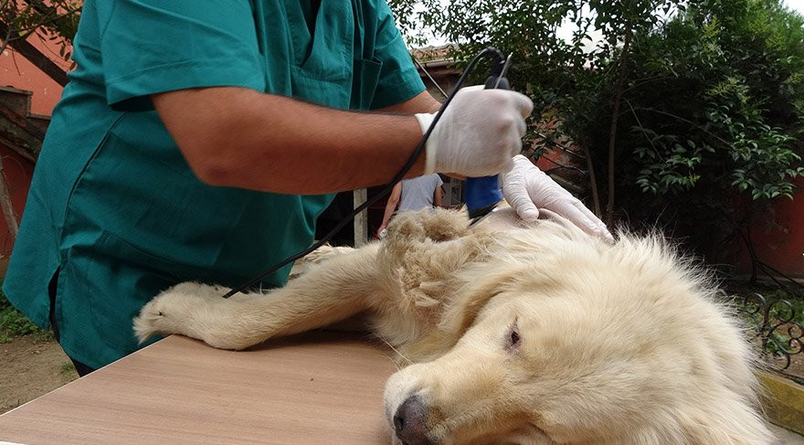 Trabzon’da örnek proje: Her okula bir sokak köpeği - Resim : 2