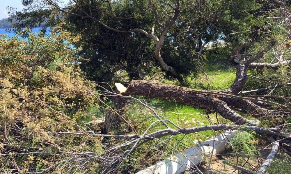 Muğla’da “Daha fazla şezlong koymak için ağaç kesildi” iddiası - Resim : 2