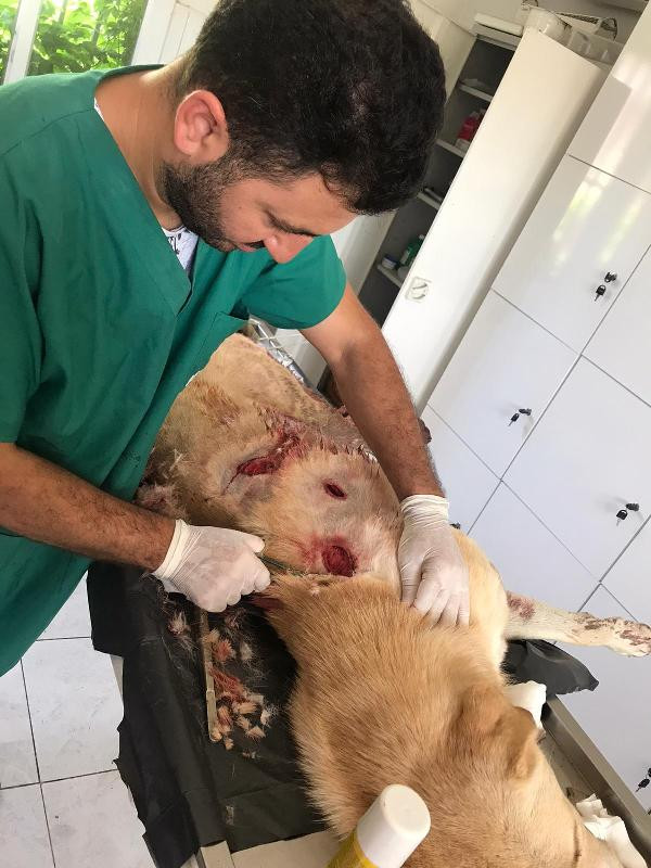 Köpeği bıçakladığı için gözaltına alınmıştı, serbest kalınca bu kez öldürdü - Resim : 1