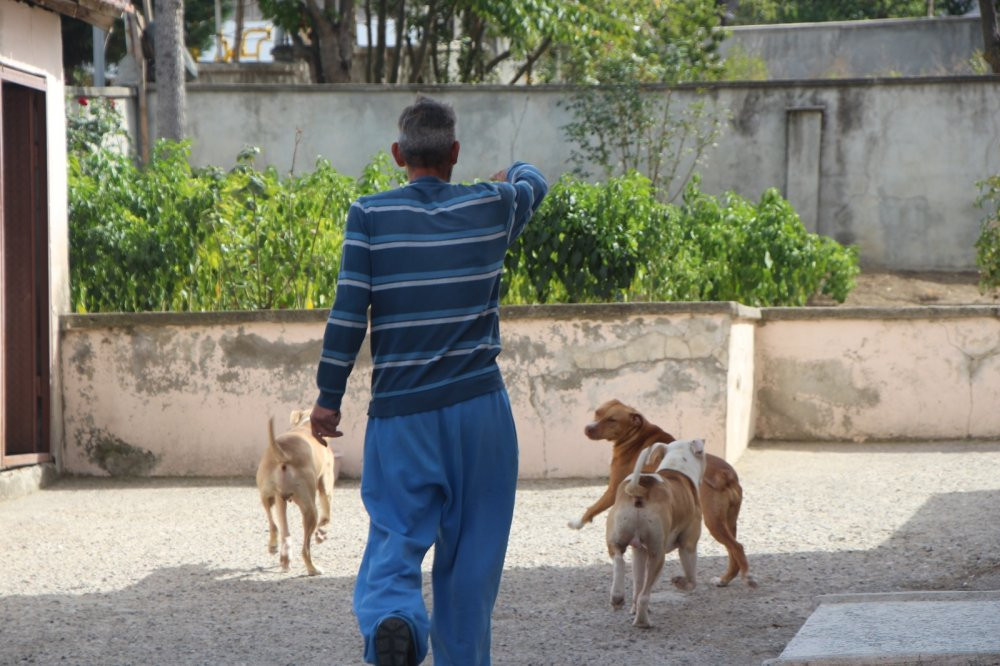 12 yaşındaki çocuğa  köpek saldırdı, 60 dikiş atıldı - Resim : 1