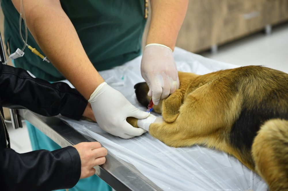 Avcılar Belediyesi ekipleri zehirlenen yavru köpekleri hayata döndürdü - Resim : 2