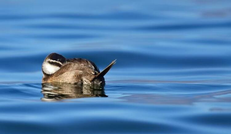 Burdur'la &ouml;zdeşleşmişti: G&ouml;l&uuml; terk ettiler - Resim : 2