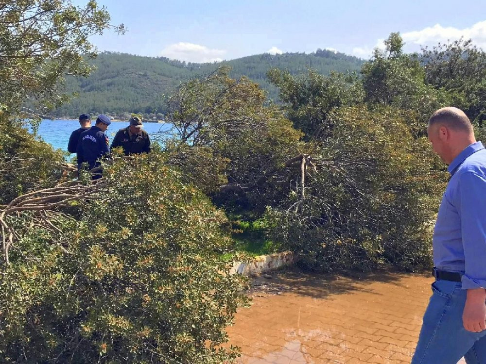 Muğla’da “Daha fazla şezlong koymak için ağaç kesildi” iddiası - Resim : 3