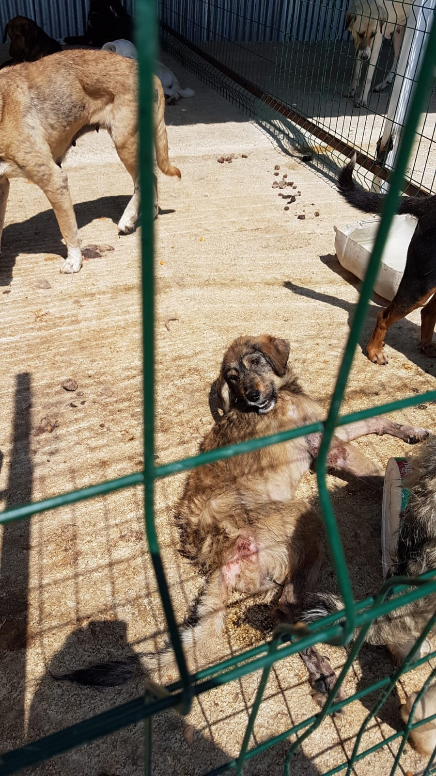 AKP’li belediyenin hayvan barınağında vahşet! - Resim : 4