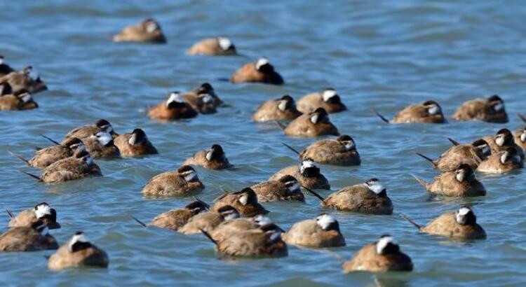 Burdur'la &ouml;zdeşleşmişti: G&ouml;l&uuml; terk ettiler - Resim : 1