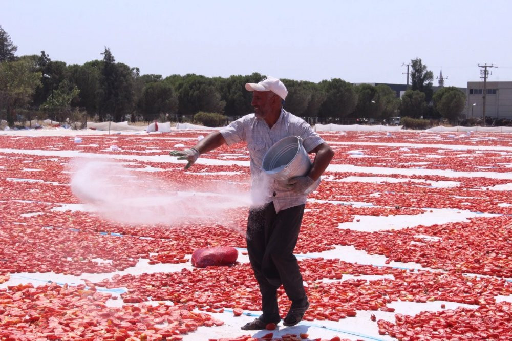 Torbalı’nın 'kırmızı altınları' serildi: Talep fazla ama arzda sıkıntı var - Resim : 3