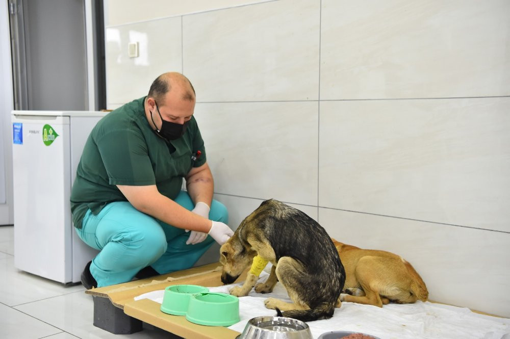Avcılar Belediyesi ekipleri zehirlenen yavru köpekleri hayata döndürdü - Resim : 4