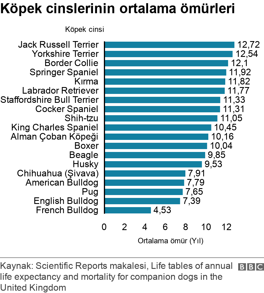 Araştırma: K&ouml;pek cinslerinin ortalama &ouml;m&uuml;rleri tespit edildi - Resim : 4