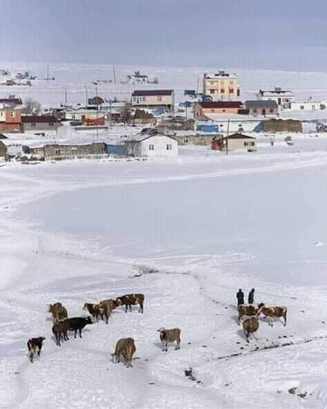 Eksi 35&rsquo;i g&ouml;ren Kars'ta &ccedil;eşmeler dondu - Resim : 1