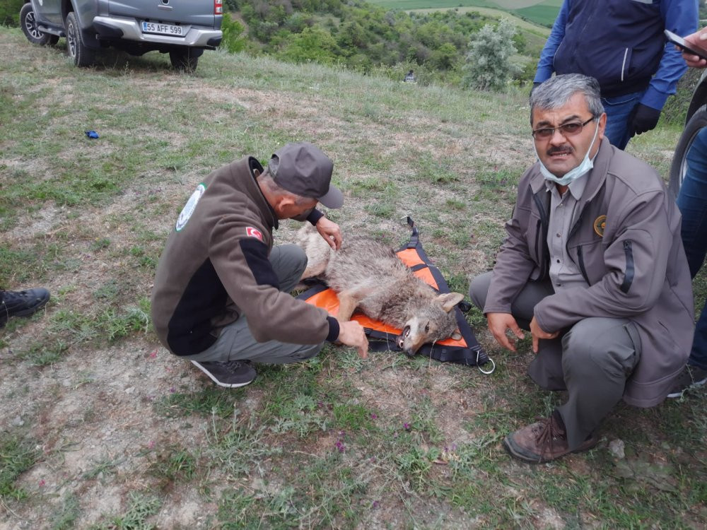 Kuyuya düşen kurt itfaiye ekipleri tarafından kurtarıldı - Resim : 1