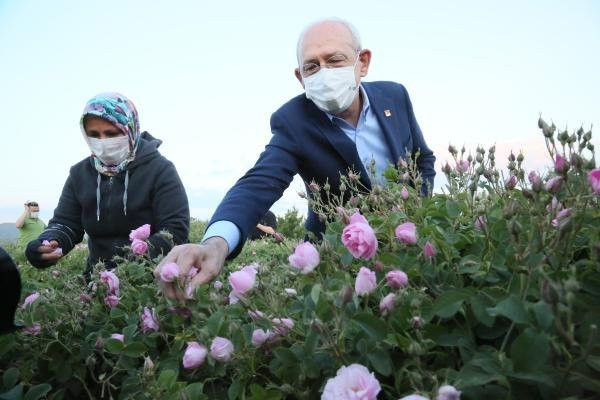 CHP lideri Kılıçdaroğlu, emekçilerle birlikte gül topladı - Resim : 1