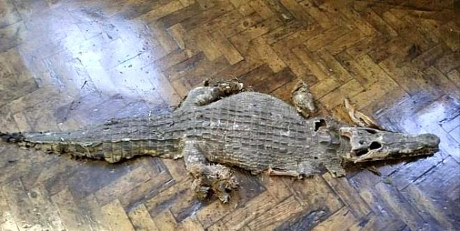 Okulun zemininden &ccedil;ıktı: G&ouml;renler dehşete d&uuml;şt&uuml; - Resim : 1