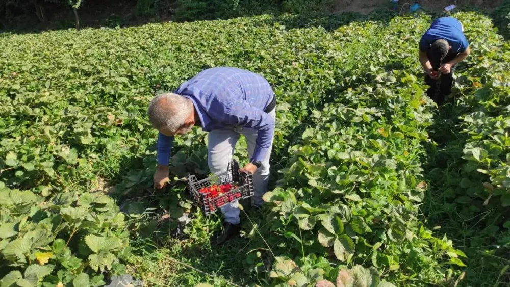 Bahçede 8 liradan satılan çilek, tezgahta 30 lira - Resim : 2