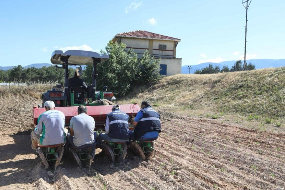 Buca Belediyesi’nden Gölet’e kekik  - Resim : 1