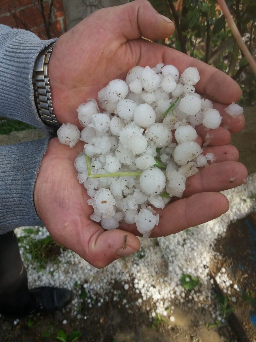 Ordu'da şiddetli dolu yağışı üreticiyi vurdu - Resim : 2