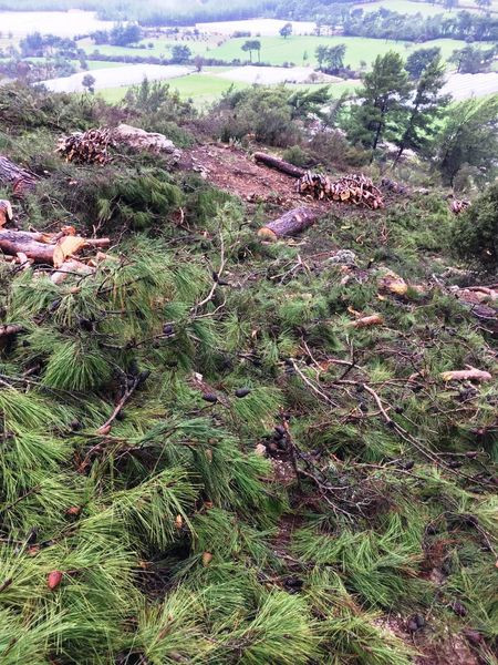 Orman kesiminde T&uuml;rkiye rekor kırdı - Resim : 4
