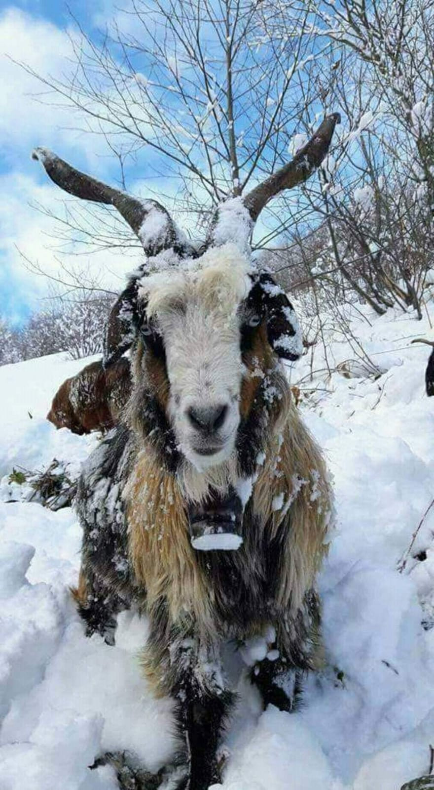 Eksi 35&rsquo;i g&ouml;ren Kars'ta &ccedil;eşmeler dondu - Resim : 2