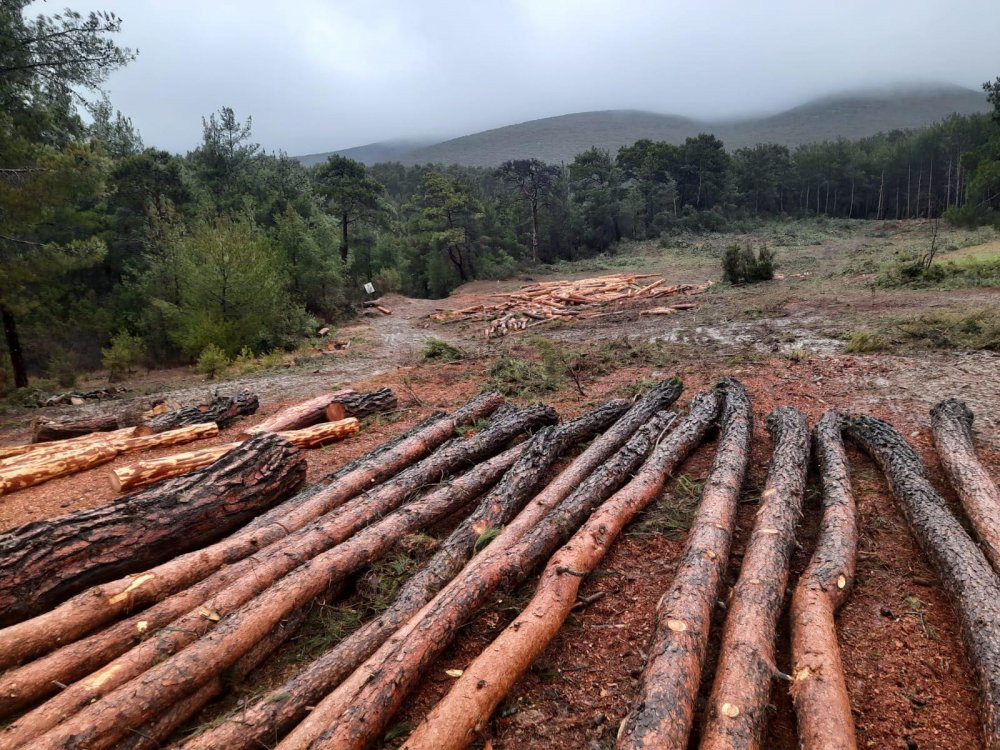 Orman kesiminde T&uuml;rkiye rekor kırdı - Resim : 1