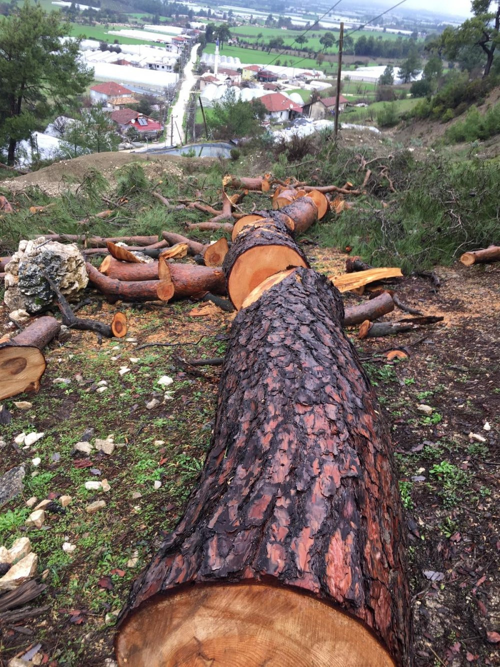 Orman kesiminde T&uuml;rkiye rekor kırdı - Resim : 5