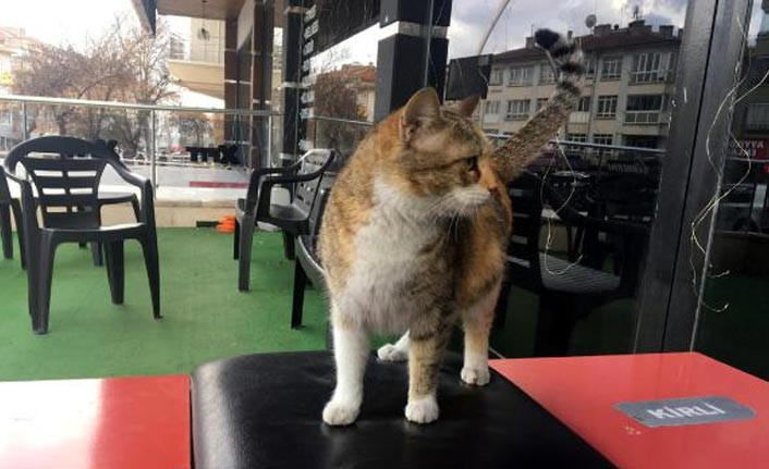 Ankara'da hamile kediye şiddet uygulayan kadına bin 33 TL para cezası - Resim : 1