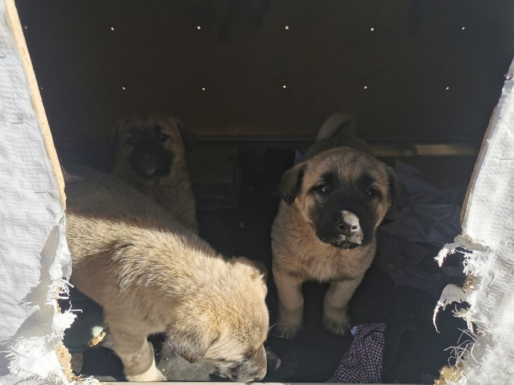 CHP'li belediye başkanı sokak hayvanları için makam aracını sattı - Resim : 1