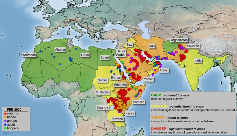 İran - Irak sınırını milyarlarca çekirge istila etti - Resim : 3