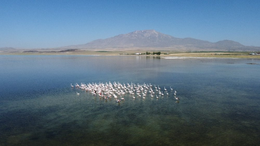 Bitlis'te flamingolar görenleri kendine hayran bıraktı - Resim : 1