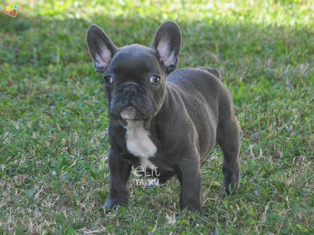 Araştırma: K&ouml;pek cinslerinin ortalama &ouml;m&uuml;rleri tespit edildi - Resim : 3