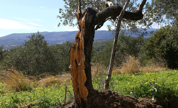 Hatay'daki 80 yıllık zeytin ağacını deprem vurdu: İkiye bölündü - Resim : 1