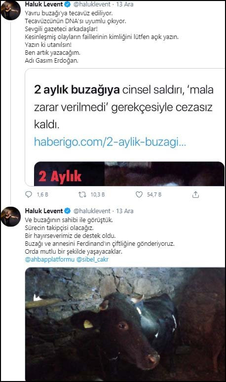 Haluk Levent, cinsel saldırıya uğrayan buzağıya sahip çıktı - Resim : 1