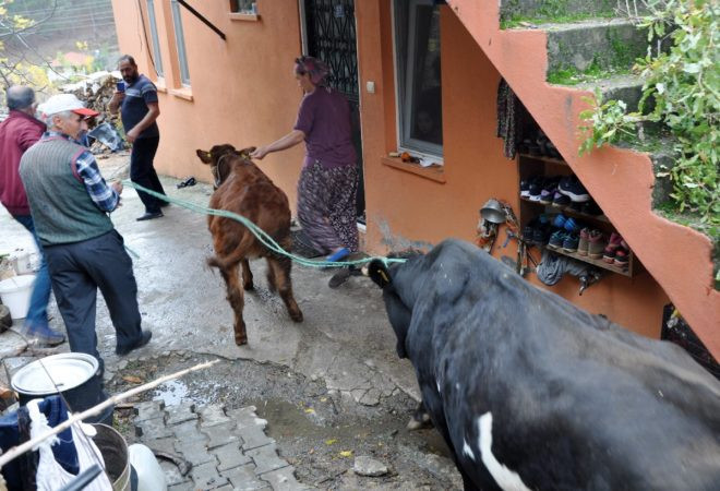 Haluk Levent, cinsel saldırıya uğrayan buzağıya sahip çıktı - Resim : 2