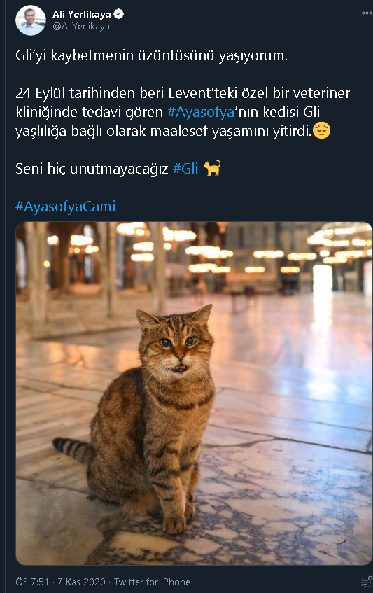 Ayasofya'nın kedisi Gli hayatını kaybetti - Resim : 1