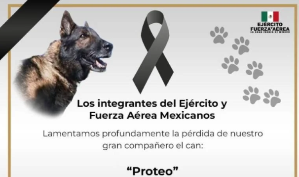 Meksika'dan arama kurtarma çalışmaları için gelen Proteo isimli köpek hayatını kaybetti - Resim : 1