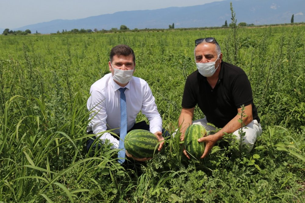 CHP'li belediye 25 yıldır ekilmeyen arazilerde ilk hasadını yaptı - Resim : 1