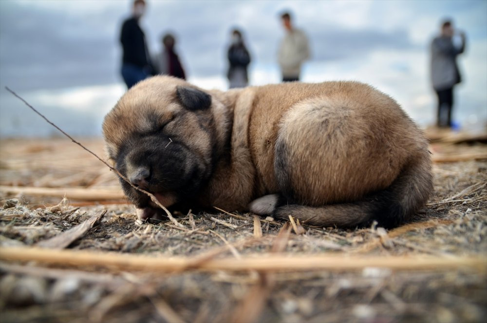 Konya'da 9 yavru köpeği yakarak öldürdüler - Resim : 1